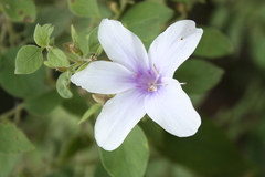 Barleria tomentosa
